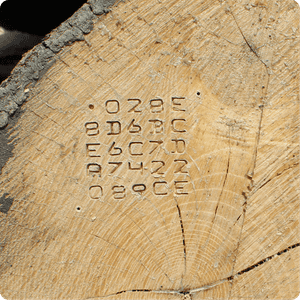 Dcode 2